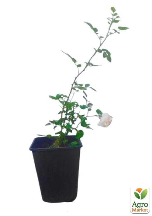 Роза в контейнере английская "Crocus Rose" (саженец класса АА+) - фото 4