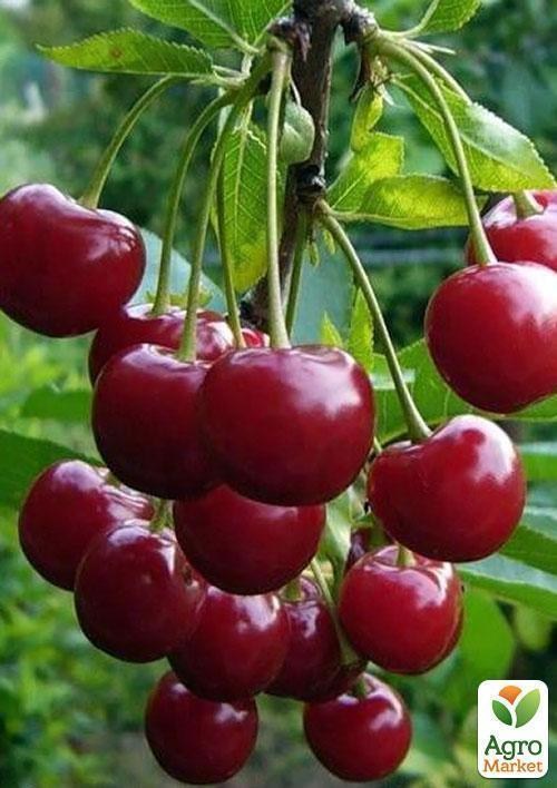 Эксклюзив! Вишня красно-коричневая "Созвездие Ангела" (Constellation of the Angel) (премиальный морозостойкий сорт) - фото 2
