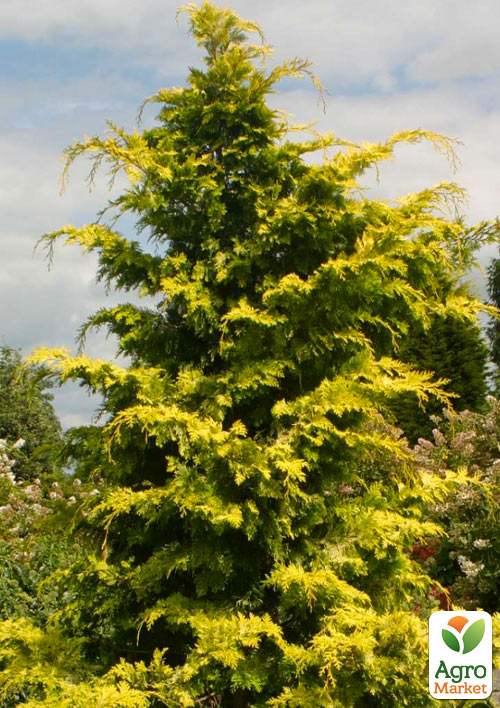 Купрессоціпаріс Лейланда "Gold Rider" (висота 80-100см)