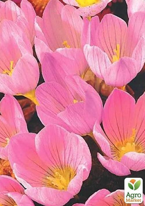 Крокус крупноцветковый "Zonatus" (размер 7/8 , крупный)
