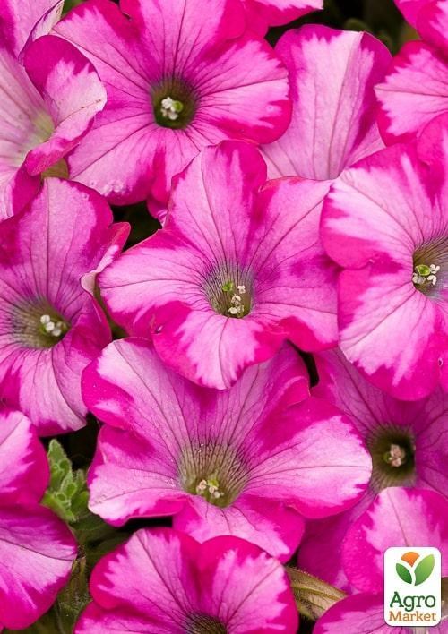 Петуния Supertunia Vista "Raspberry Blast" (контейнер №10, высота 10-15см)