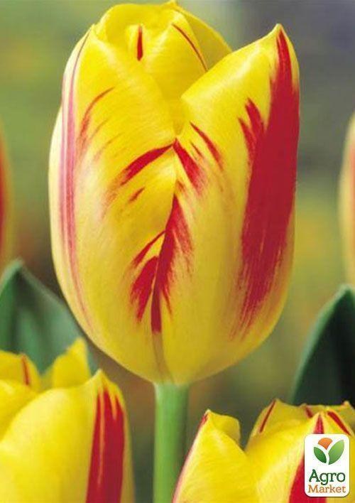 Тюльпан "Washington" 3шт в упаковке