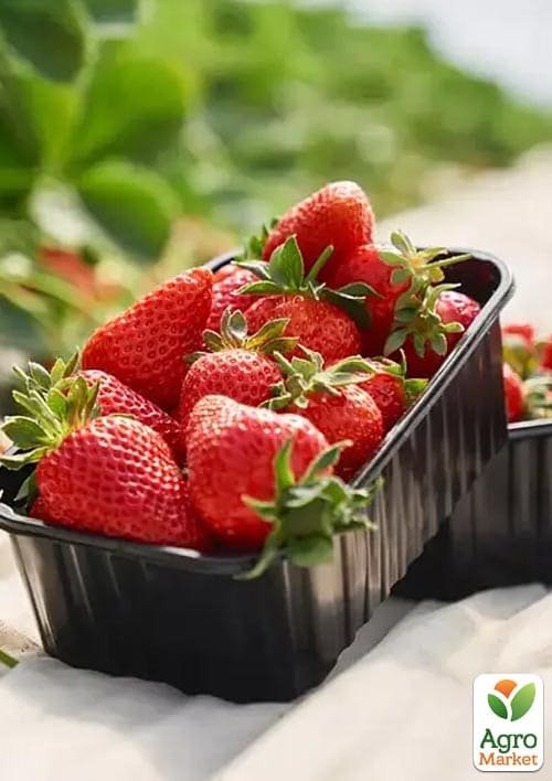 Клубника "Искья" (Ischia) (ремонтантный сорт) 