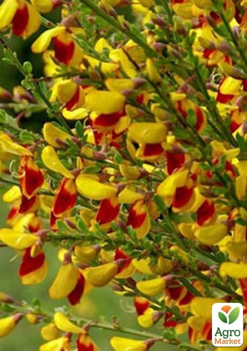Ракитник Cytisus "Микс сортов" - фото 2