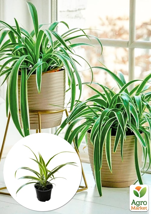 Хлорофитум Вариегата