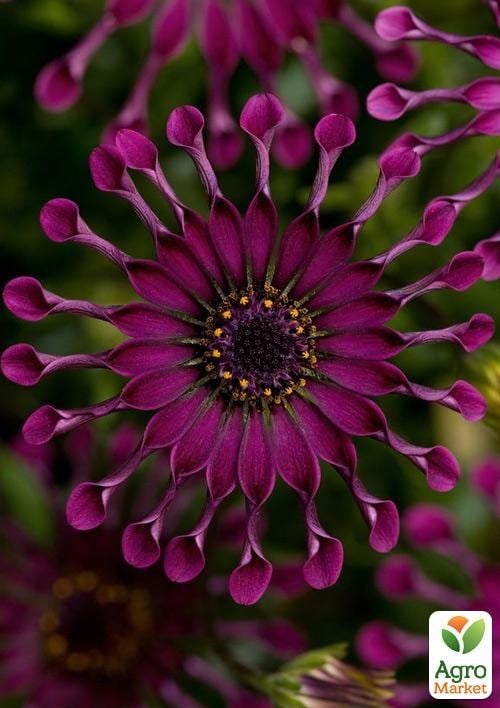 Остеоспермум "Spider Wine" (контейнер № 10, высота 10-20 см)