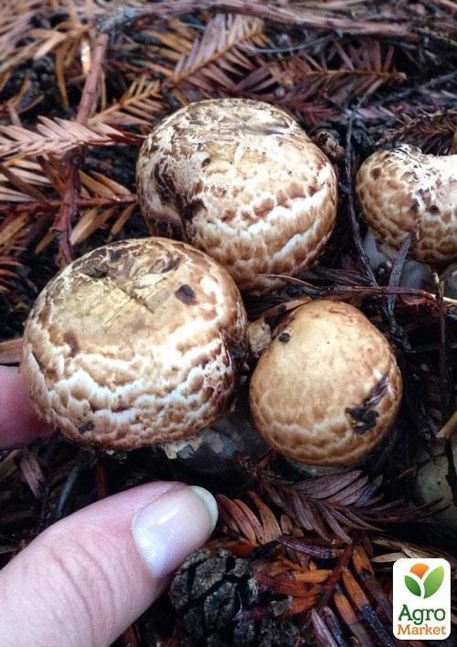 Сухий зерновий міцелій «Печериця садова» 100г