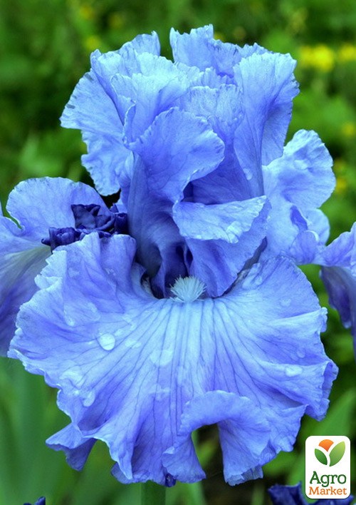 Ірис бородатий великоквітковий "Delta Blues" 1шт в упаковці