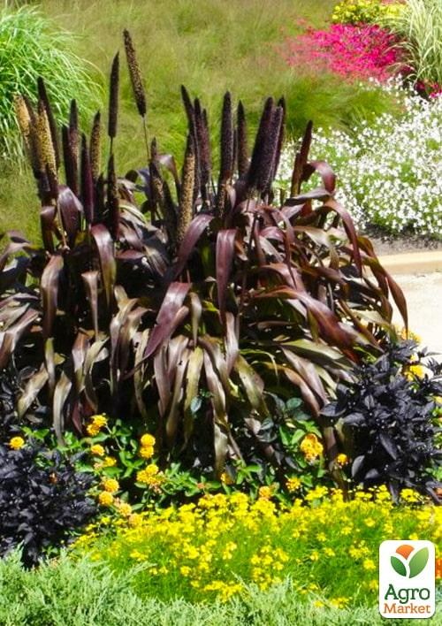 Пеннісетум сизий "Purple Baron" (Pennisetum glaucum Purple Baron)