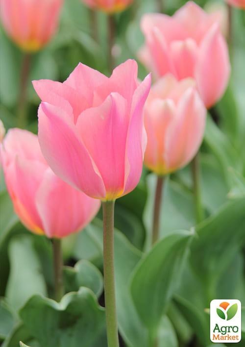 Тюльпан "Albert Heijn" (розмір 11/12, великий) 3шт в упаковці - фото 2