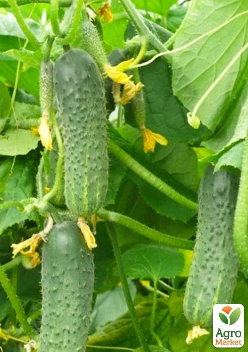Огурец партенокарпический "ZKI-104 F1" ТМ "Lark Seeds" 1000шт