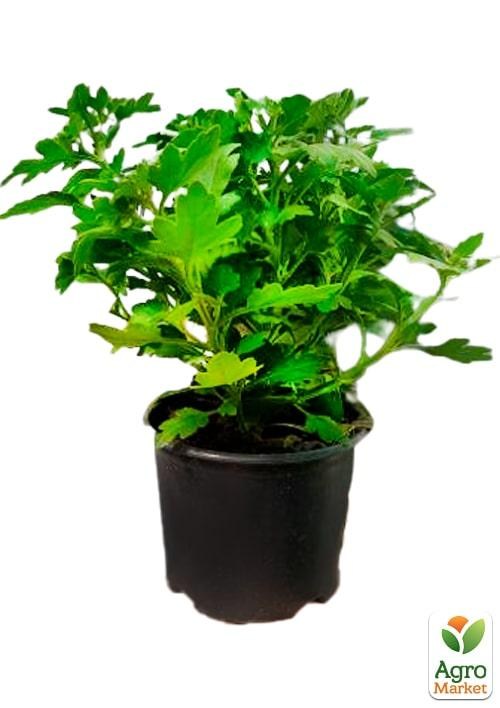 Хризантема мультифлора куляста "Staviski Purple" - фото 2