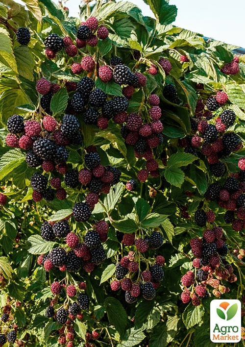 Ожина "Дойл" (Doyle) (середній термін дозрівання) - фото 4