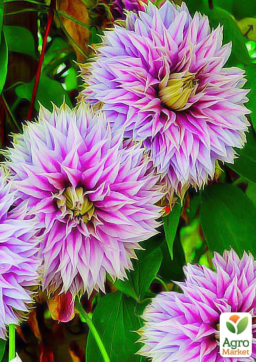 Клематис "Josephine"