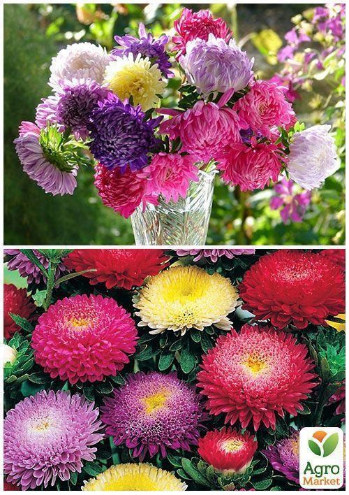 На развес Астра букетная смесь ТМ "Весна" цена за 1,5г - фото 2