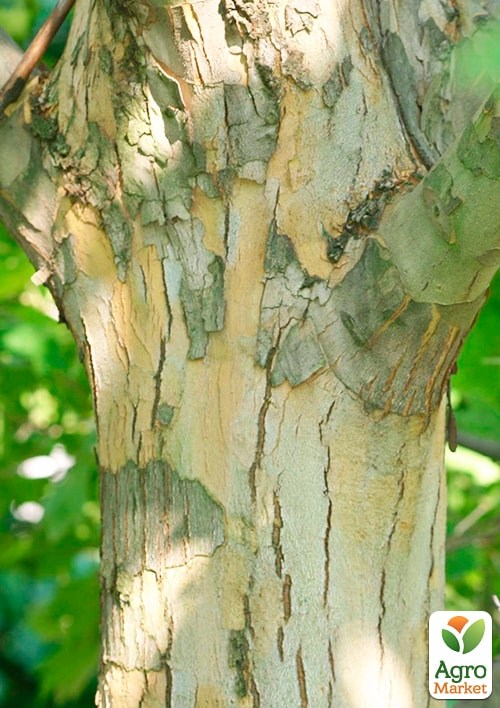 Платан кленолистий "Нispanica" С5 висота 200-250см - фото 4