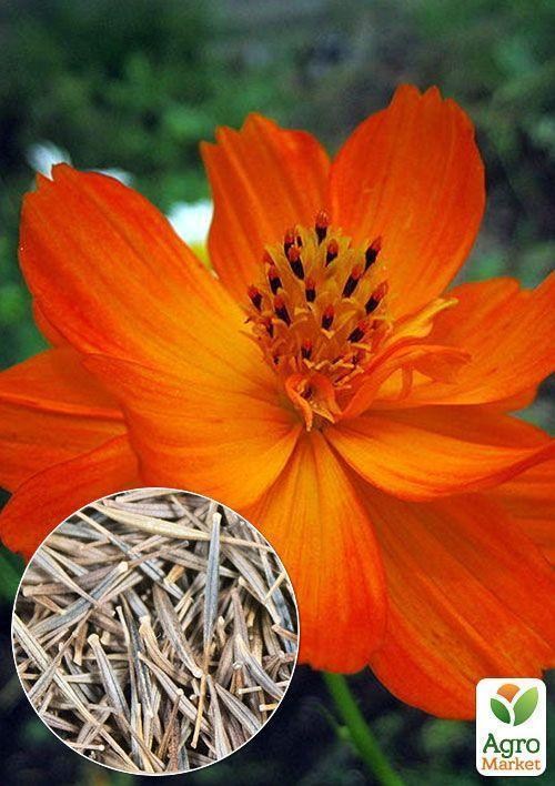 На вагу Космея "Помаранчева махрова" ТМ "Весна" ціна за 2г