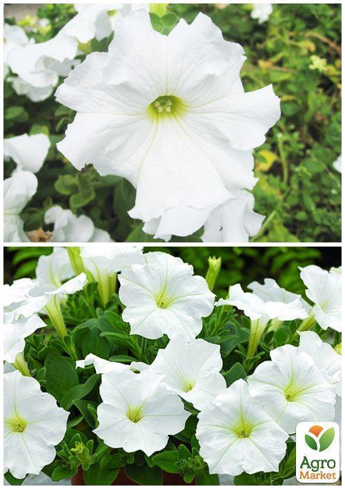 На вагу Петунія "Великоквіткова біла" ТМ "Весна" ціна за 1,5г - фото 3