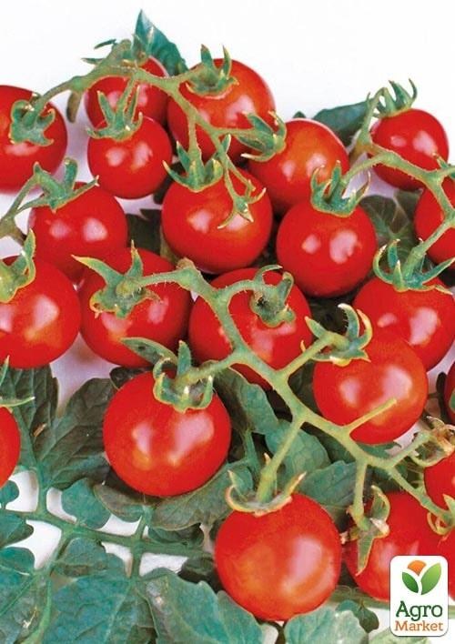 Томат детерминантный черри "Старскрим F1" ТМ "Lark Seeds" 1000шт