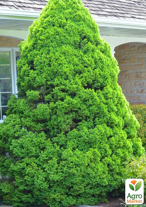 Ель канадская "Коника" (Conica) горшок P9