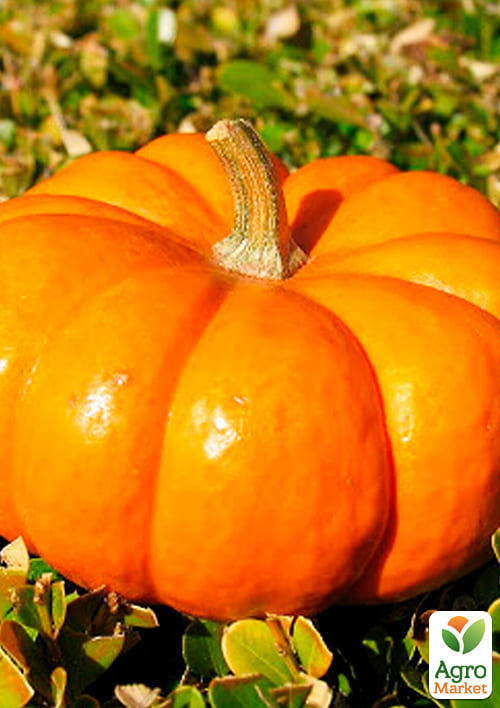 На развес Тыква "Гигант" ТМ "Весна" цена за 10г - фото 2