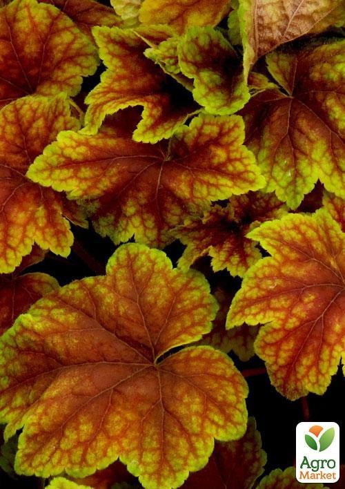 Гейхерелла (Heucherella) "Citrus Shock"  - фото 2