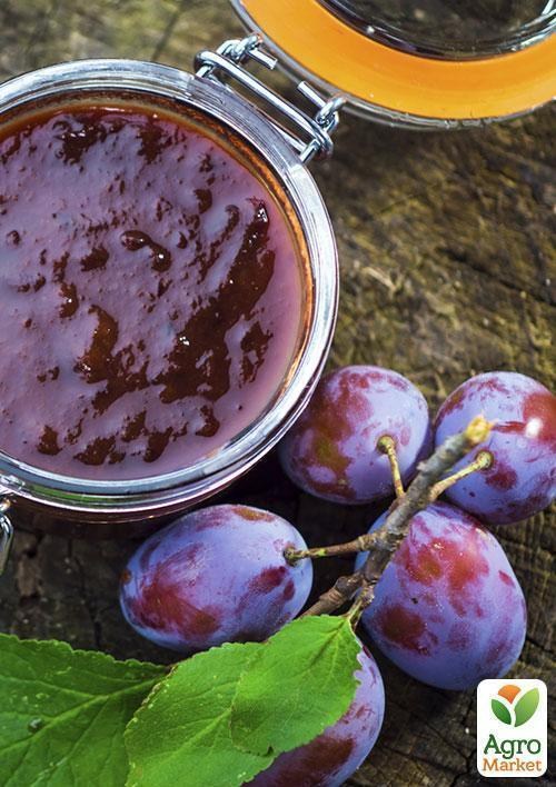 Слива "Киргизская Превосходная"