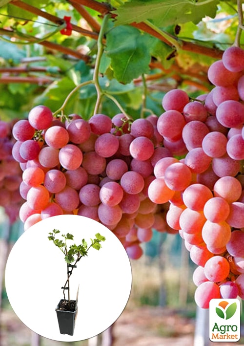 LMTD Виноград "Vanessa" (сортовой, укорененный)