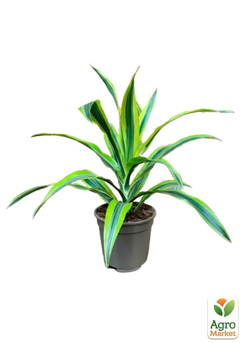 LMTD Драцена "Lemon Lime" (высота 20-30см) - фото 8