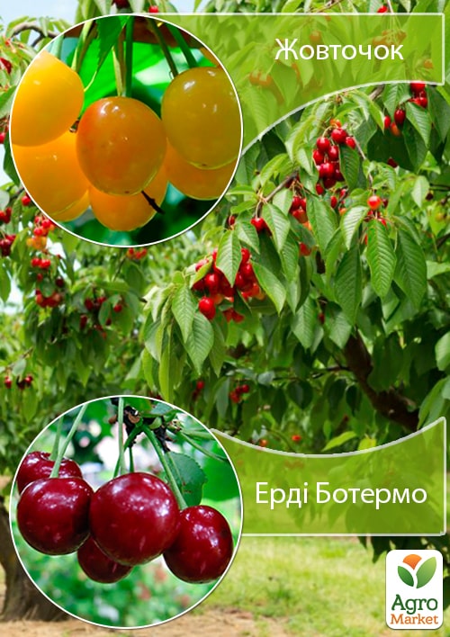 Дерево-сад Черешня "Желточек"+Вишня "Эрди Ботермо"
