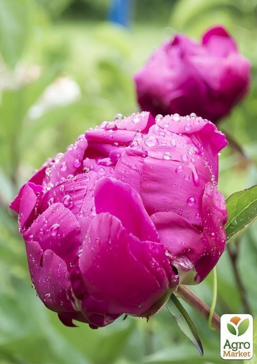 Пион травянистый "Tom Eckhart" 1шт в упаковке - фото 2