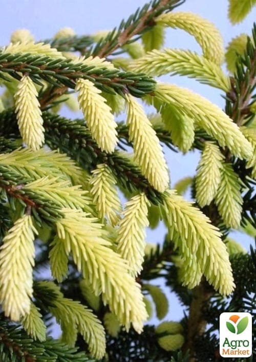 Ялина східна "Aureospicata" С4, висота 40-50см - фото 4