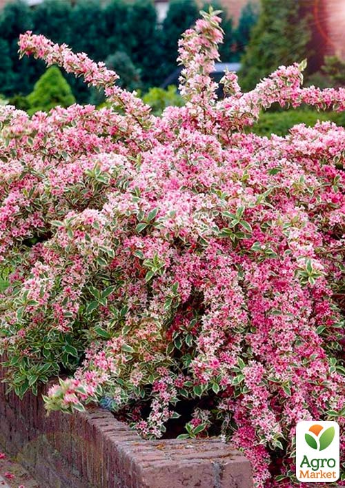 Вейгела "Nana variegata" (Ряболисті)