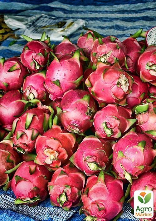 Пітахайя "Драконівський фрукт" ТМ "Vesna Exclusive" 5шт - фото 8