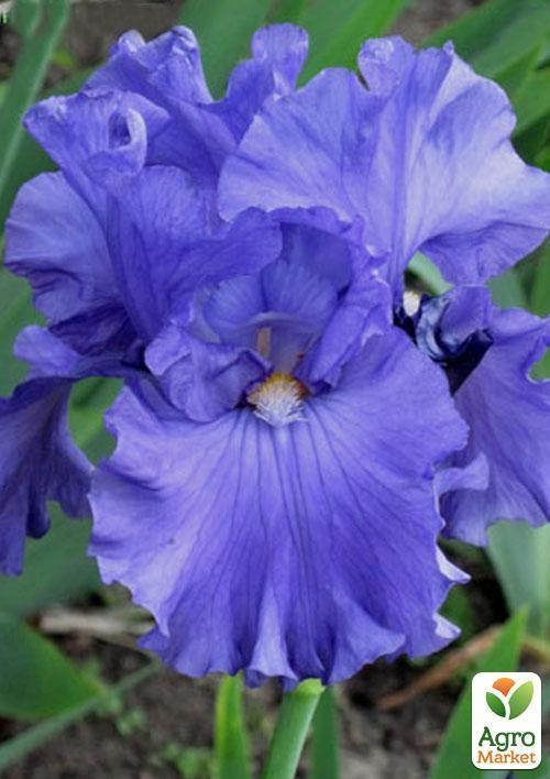 Ирис бородатый крупноцветковый "Capital Citi Jass" 1шт  в упаковке