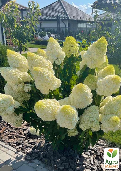 Эксклюзив! Гортензия метельчатая белая "Белый гипноз" (White Hypnose) (морозостойкий сорт) (контейнер P9) 1 саженец в упаковке