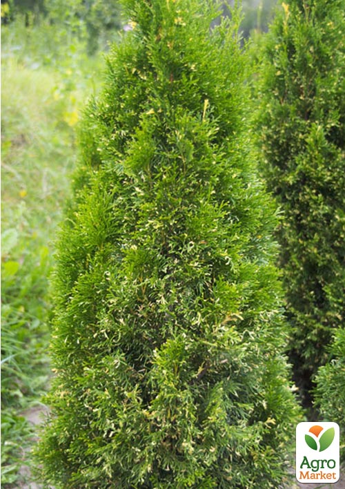 Туя западная "Смарагд Вариегата" (Smaragd Variegata) горшок P9