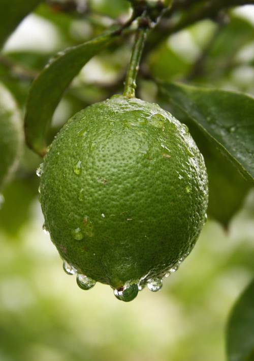 Эксклюзив! Лайм "Verde (Зеленый лайм)" (укорененный черенок) - фото 5