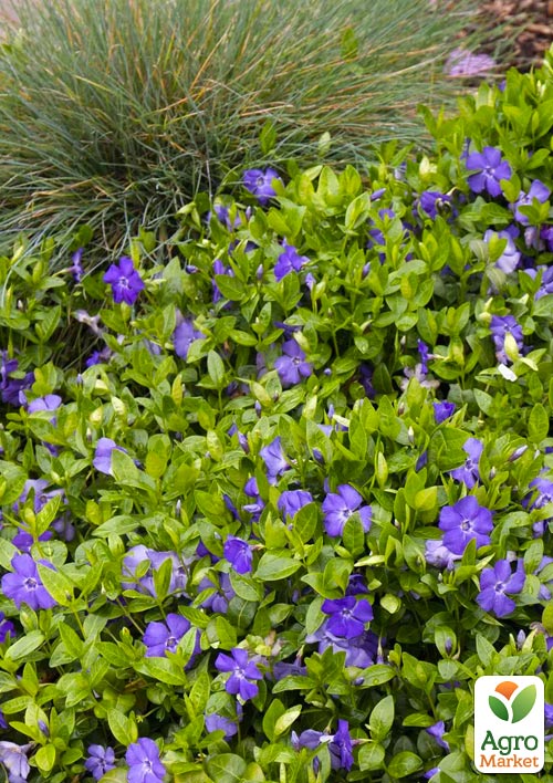 Барвинок малый "Vinca Minor" (морозостойкий почвопокровный многолетник)