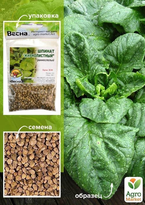 Шпинат "Жирнолистий" (Зипер) ТМ "Весна" 5г