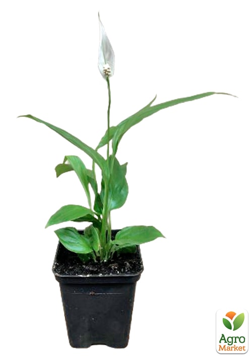 Спатифиллум "Pearl" высота 25-45см - фото 5