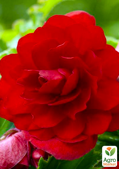 Бегонія махрова "Червона" 1 шт