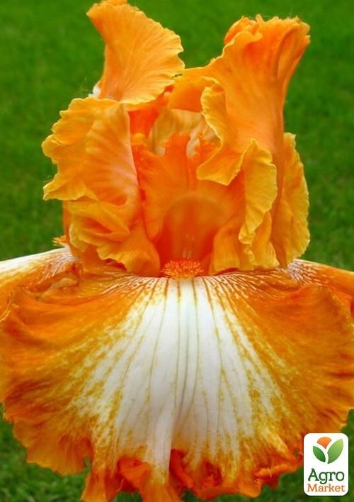 Ирис бородатый крупноцветковый "Cajun Rhythm"   - фото 2