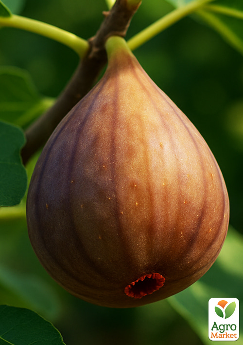 Инжир "Верте клубничный" (крупноплодный, самоплодный сорт) - фото 5