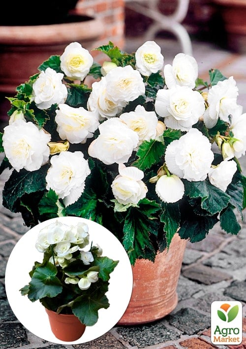 Бегония цветущая "White"