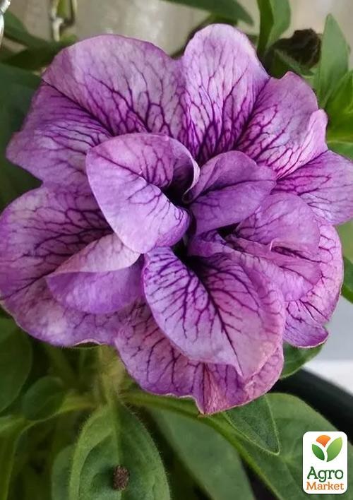 Петуния полуампельная Sweet Sunshine "Compact Hot Pink Veins"