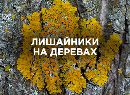 Вся правда о лишайниках на деревьях