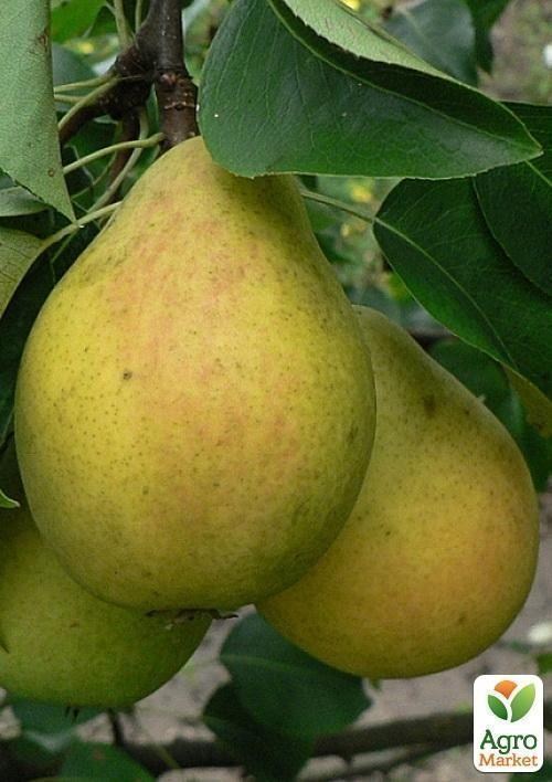 Груша "Черемшина" (зимовий сорт, пізній термін дозрівання)