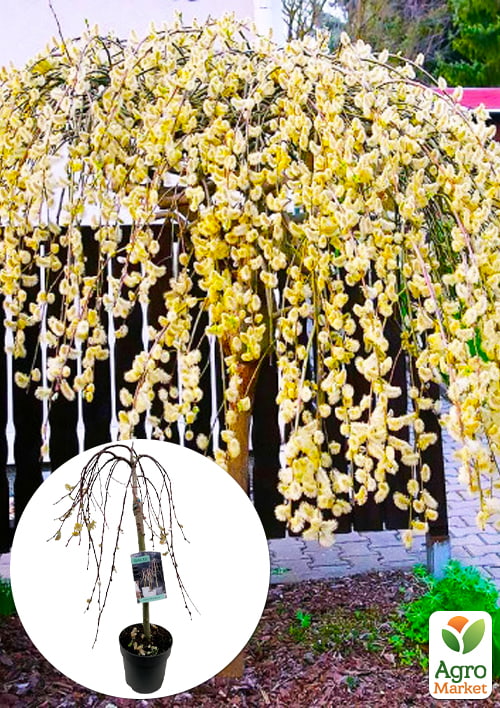 LMTD Верба 2-х річна "Kilmarnock" (60-80см)