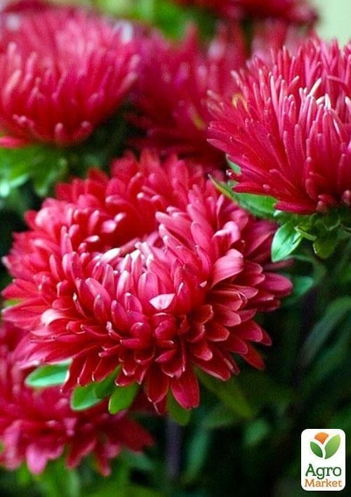 Айстра "Червона" (Зипер) ТМ "Весна" 0,5г - фото 3
